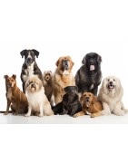 Tazas Jaén - tazas de perros